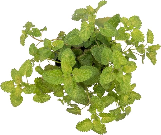1 Lemon Balm Plant, Melissa Officinalis, Live Plant, Growing in a 4" Nursery Pot, Fragrant Herb