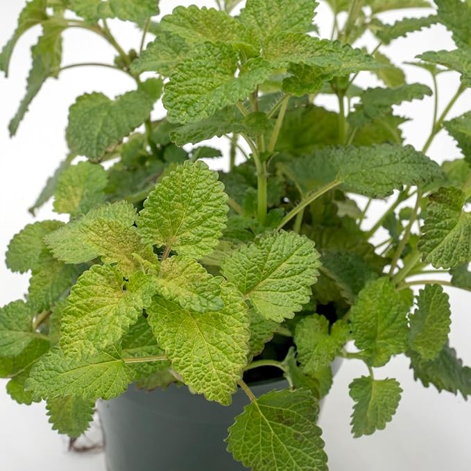 1 Lemon Balm Plant, Melissa Officinalis, Live Plant, Growing in a 4" Nursery Pot, Fragrant Herb