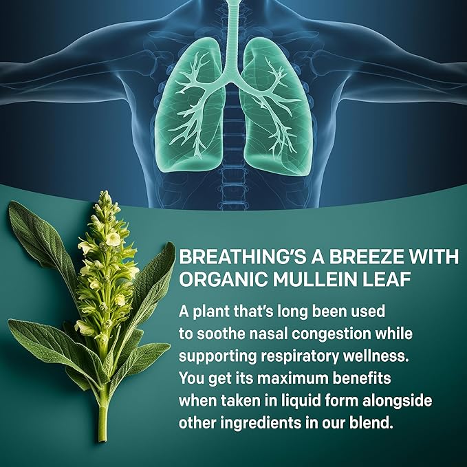 5-in-1 Mullein Drops for Bronchial and Respiratory Support with Mullen Leaf Extract Lung Supplement - Mullein Tincture with Elderberry and Ginger Root, Honey Lemon Flavor (60 Servings, Pack of 2)