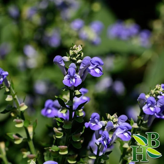 Skullcap Powder | Scutellaria Lateriflora | Wildcrafted | 4oz