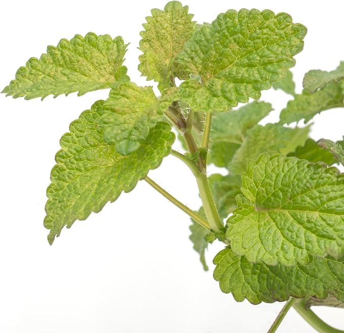 1 Lemon Balm Plant, Melissa Officinalis, Live Plant, Growing in a 4" Nursery Pot, Fragrant Herb