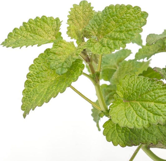 1 Lemon Balm Plant, Melissa Officinalis, Live Plant, Growing in a 4" Nursery Pot, Fragrant Herb