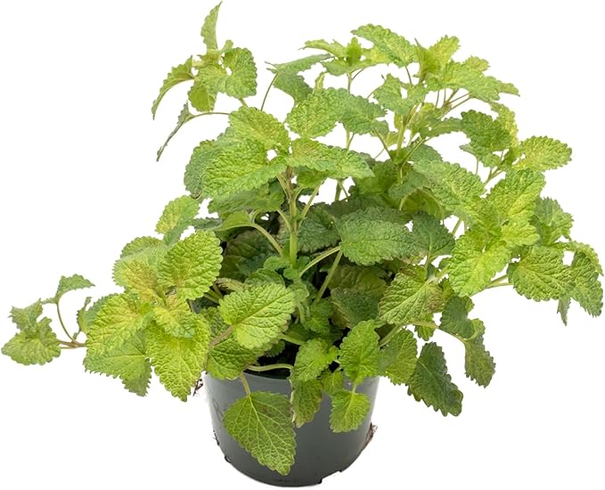 1 Lemon Balm Plant, Melissa Officinalis, Live Plant, Growing in a 4" Nursery Pot, Fragrant Herb