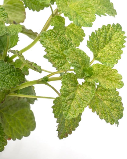 1 Lemon Balm Plant, Melissa Officinalis, Live Plant, Growing in a 4" Nursery Pot, Fragrant Herb