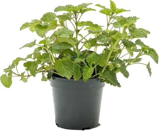 1 Lemon Balm Plant, Melissa Officinalis, Live Plant, Growing in a 4" Nursery Pot, Fragrant Herb