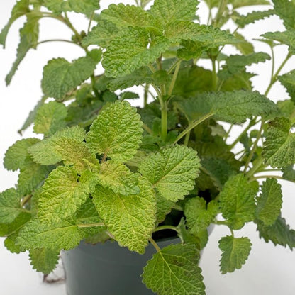 1 Lemon Balm Plant, Melissa Officinalis, Live Plant, Growing in a 4" Nursery Pot, Fragrant Herb