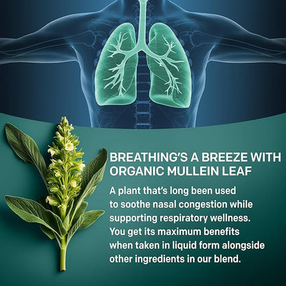 5-in-1 Mullein Drops for Bronchial and Respiratory Support with Mullen Leaf Extract Lung Supplement - Mullein Tincture with Elderberry and Ginger Root, Honey Lemon Flavor (60 Servings, Pack of 2)