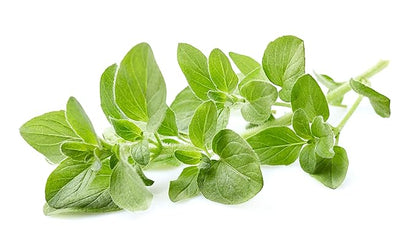 US Organic 100% Pure Oregano Essential Oil - USDA Certified Organic, Steam Distilled (10 ml)