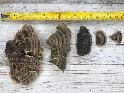 Turkey Tail Mushroom 100 GRAMS Whole Dried Organic Polyporus Vesicolor Yun Zhi